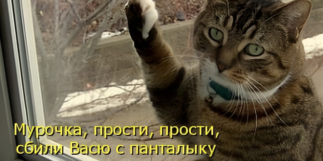 Мемы с котиками для отличного настроения: 15 юморных фото про кошачьи премудрости