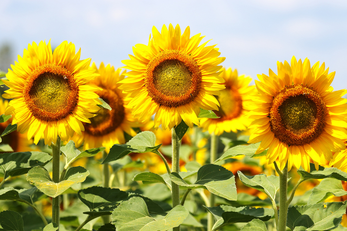 https://www.magnific.com/ru/free-photo/splendid-sunflowers-agriculture-field_10860316.htm#fromView=search&page=1&position=2&uuid=d8567167-e286-486f-af4c-ea025fb4d08c&query=%D0%BF%D0%BE%D0%B4%D1%81%D0%BE%D0%BB%D0%BD%D1%83%D1%85%D0%B8
