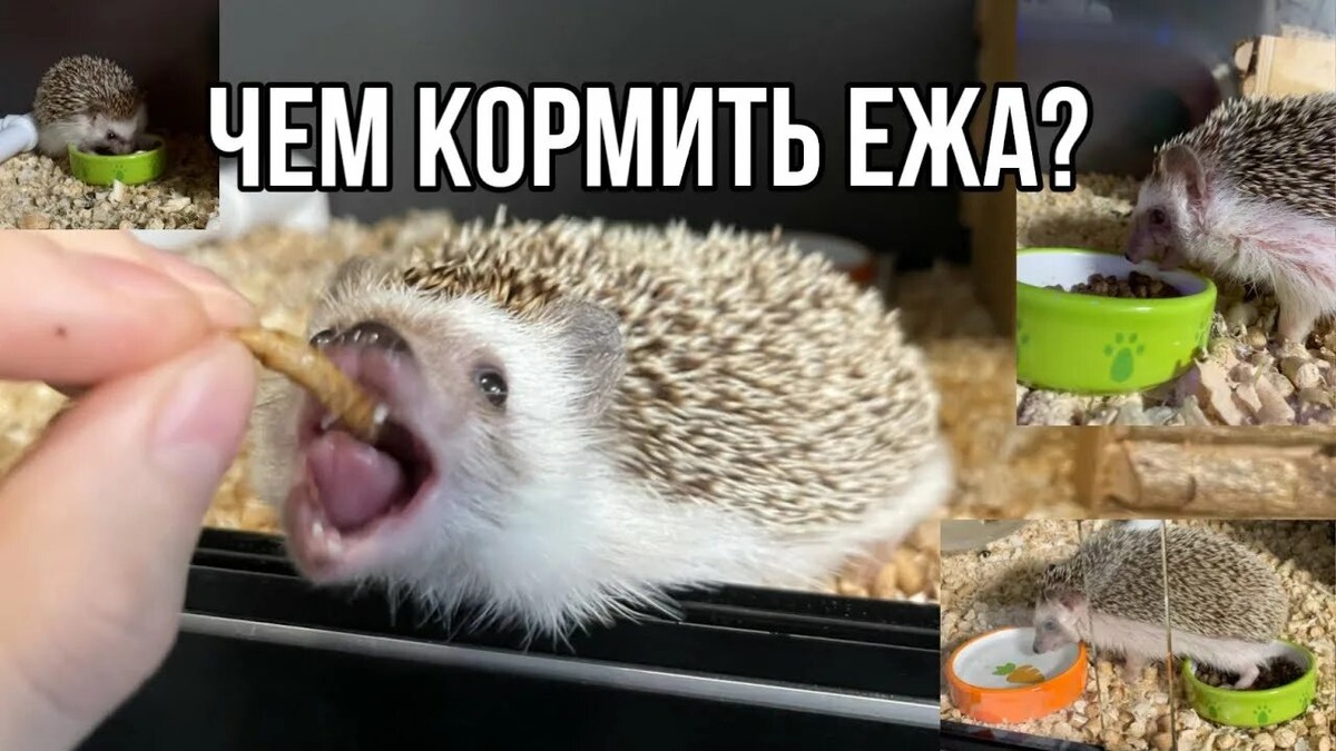 Фотография из интернета