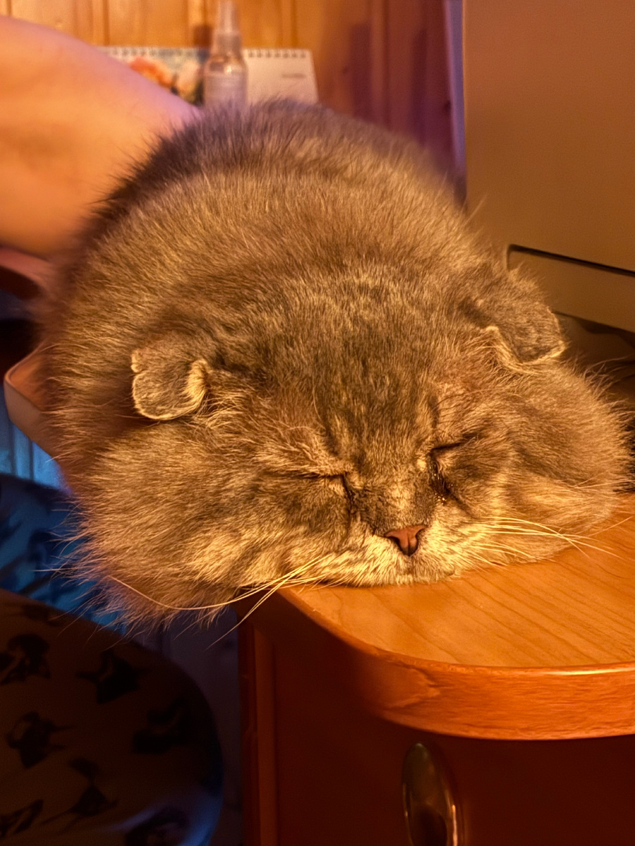 А  зато я хорошо умею морду вытягивать!