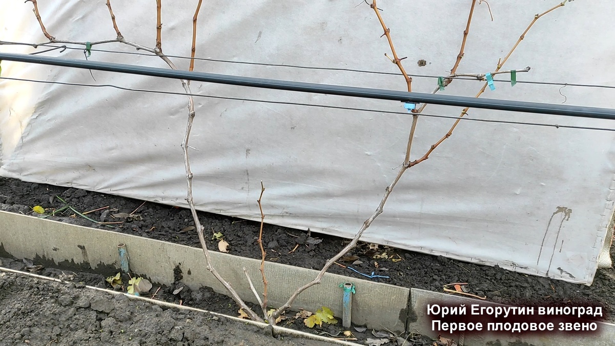 Куст винограда перед обрезкой.