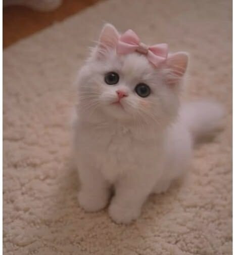 
🐾 Котёнок… Но Не Обычный

Однажды я увидел на улице маленького котёнка. Он отличался от других. Его глаза были очень глубокими, будто он что-то понимал.

Я подошёл к нему. Обычно кошки убегают от людей… но этот котёнок не убежал. Наоборот, он медленно подошёл ко мне.

В тот момент я почувствовал — что-то здесь не так.

Казалось, он меня знал.


---

😳 Началось что-то странное

Я взял его домой. Накормил. Всё было нормально… до тех пор, пока не наступила ночь.

В 3 часа ночи я внезапно проснулся.

Почему?

Потому что почувствовал, будто кто-то смотрит на меня.

Я открыл глаза — котёнок сидел рядом с кроватью. Но это был не обычный взгляд… он пристально смотрел, не двигаясь.

Будто наблюдал за мной.


---

🕯 Самое страшное

На следующий день я посмотрел свой телефон…

И там было фото, сделанное ночью.

Я сплю… а котёнок стоит очень близко к моему лицу.

Но я не делал этого фото.


---

🤯 Тайна раскрывается

Через несколько дней я понял…

Этот котёнок был не обычным.

Говорят, кошки чувствуют эмоции людей.

Но этот котёнок…

Будто знал даже мои мысли.


---

🐱 Конец…

Однажды он исчез.

Без следа.

Но…

Иногда я всё ещё просыпаюсь ночью.

И мне приходит одна мысль:

👉 Он ушёл… или всё ещё наблюдает за мной?
