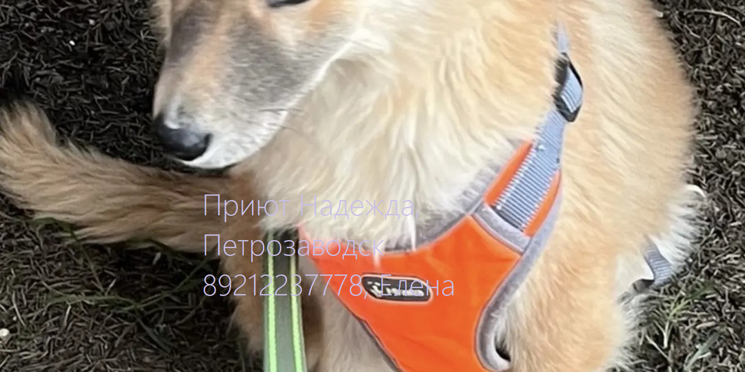 💔ПОМОГИТЕ ЛЁВЕ НЕ БЫТЬ КАЛЕКОЙ 💔