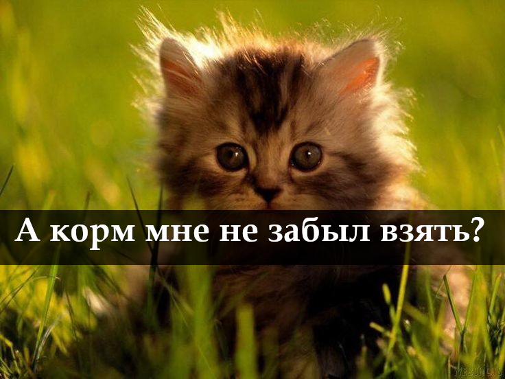 Фото изменено в графическом редакторе.