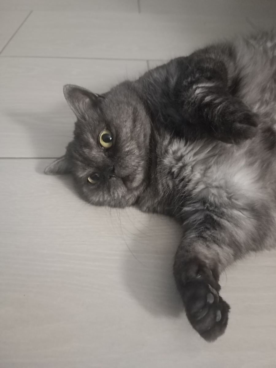 Коша утреннюю программу выполнила, и брык - на бочок, отдыхать😉