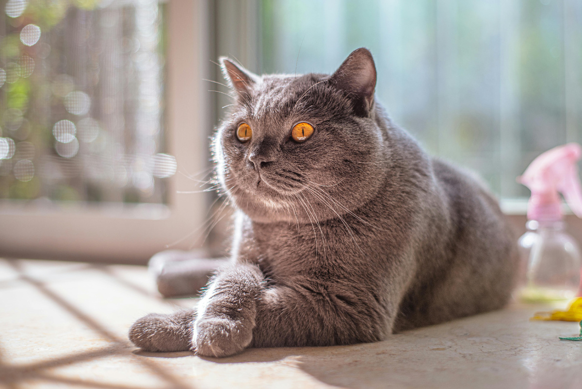 фотография британской короткошерстной кошки