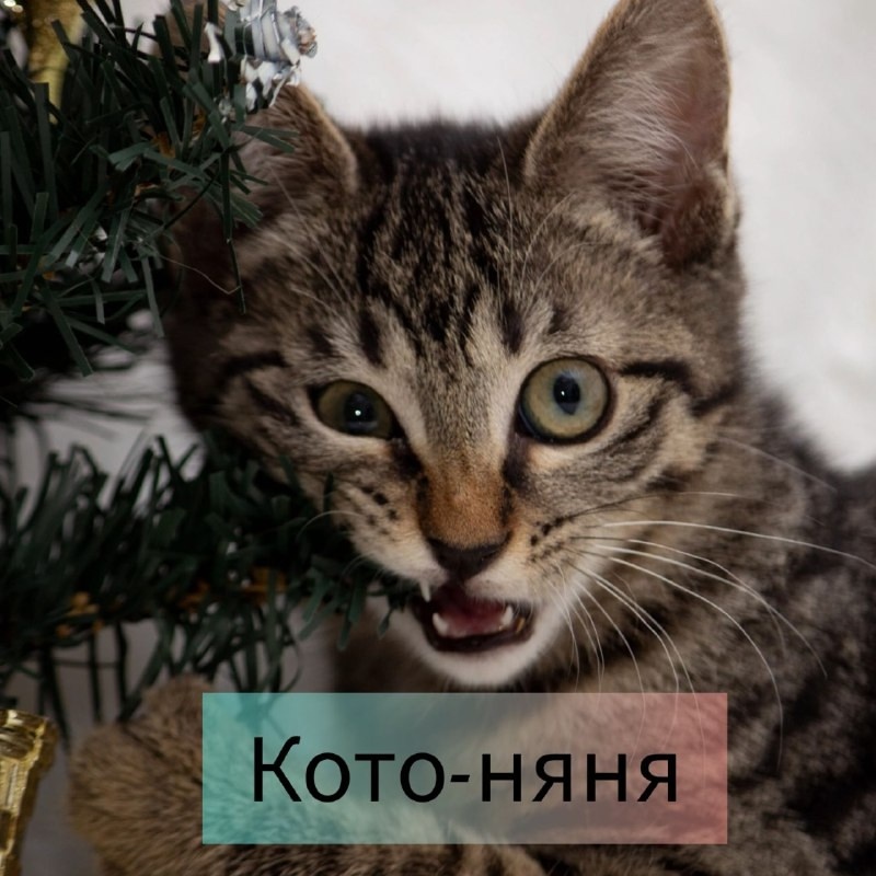 Справишься? Что то сомневаюсь я.