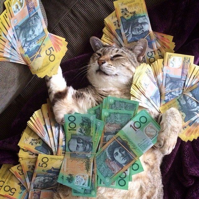 Обычный кот с деньгами