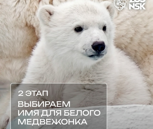 ВТОРОЙ ЭТАП конкурса: выбираем имя для белого медвежонка!