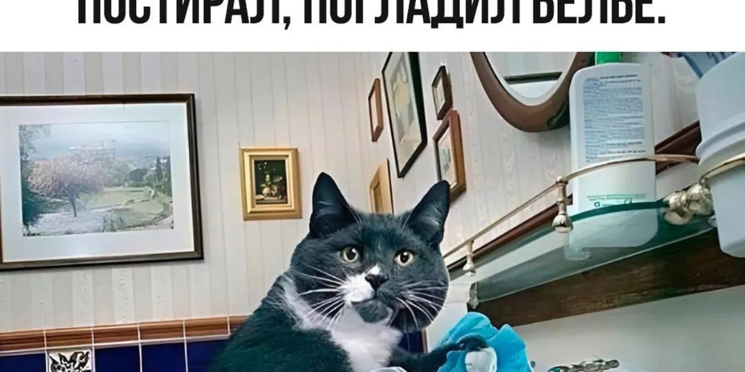 Котомемы, пушистый юмор для хорошего настроения