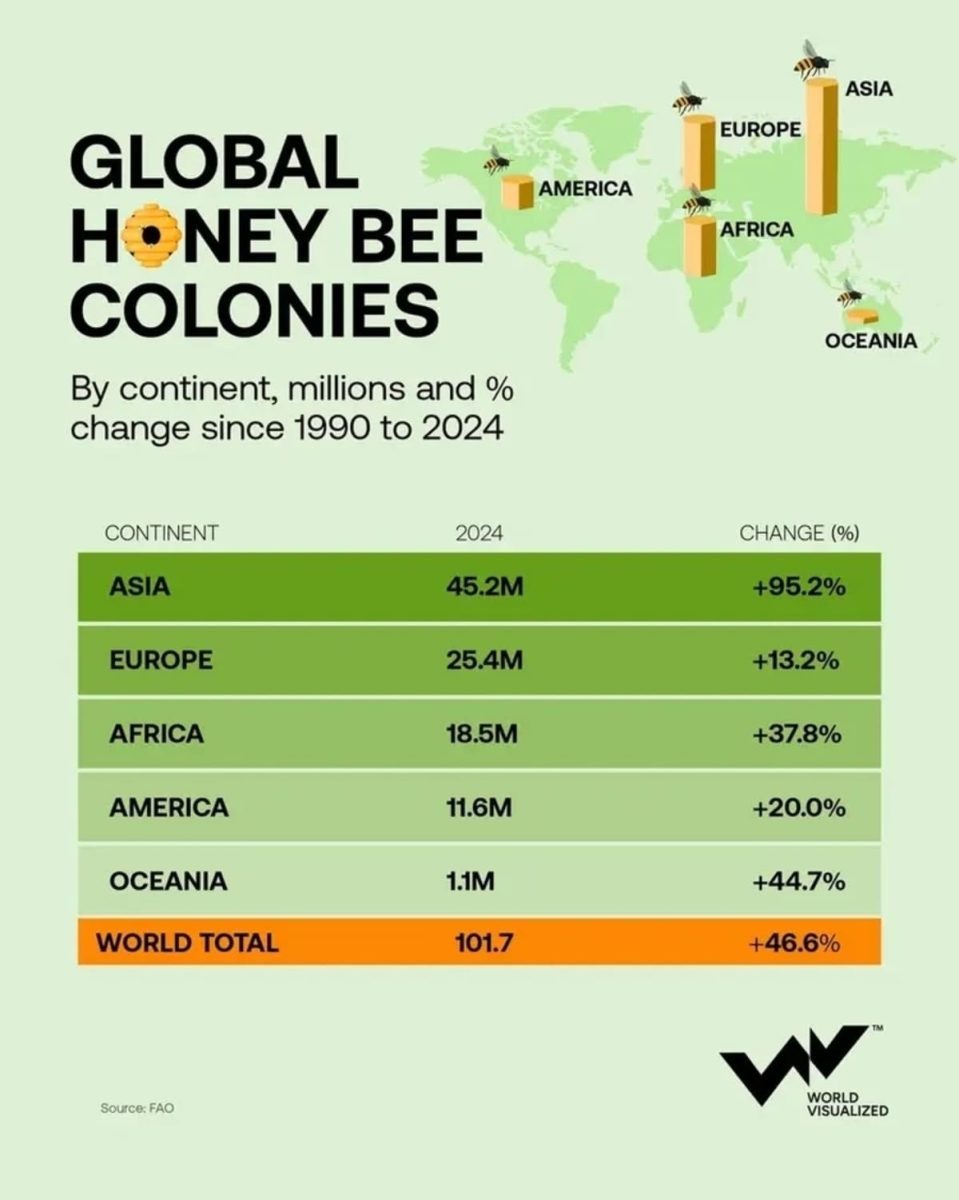    Инфографика: регионы-лидеры по разведению пчел / © World Visualized