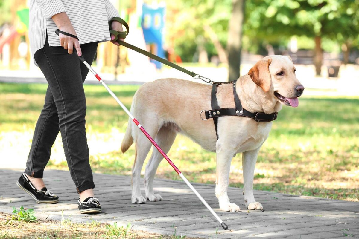 иллюстративное фото с сайта dogsy.ru