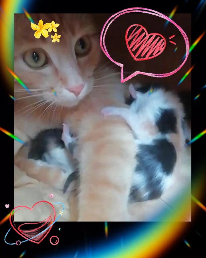 Кошка с котятами. 