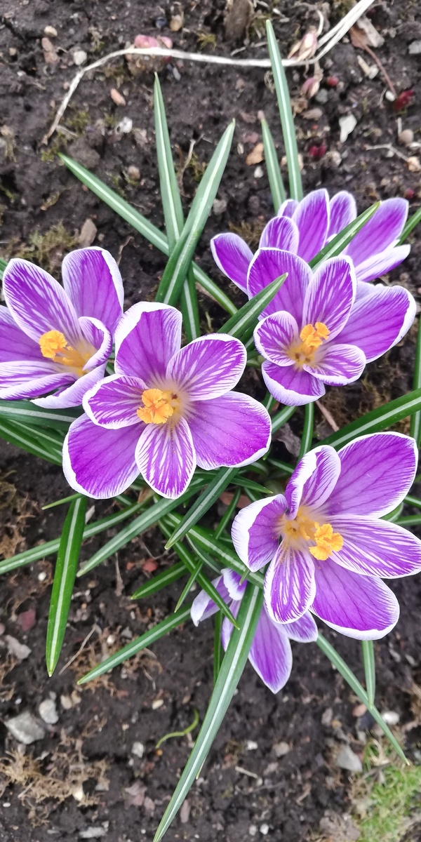 Крокусы