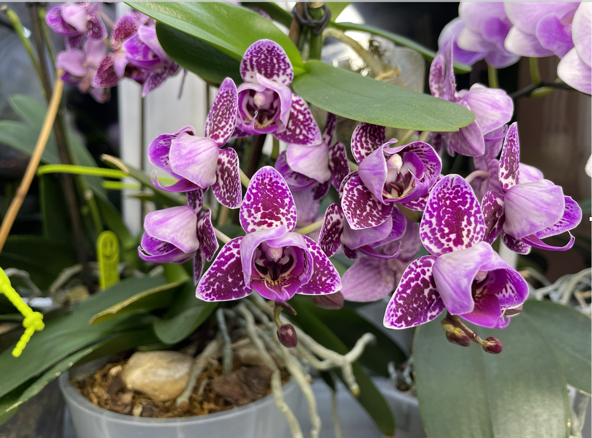 Орхидея фаленопсис Монтерей / Phalaenopsis Monterrey pelor. Орхидеи С Еленой Кузнецовой