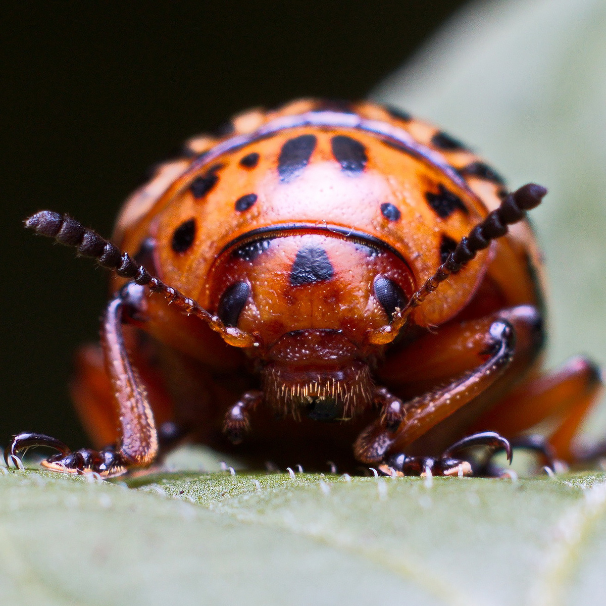 Колора́дский жук (лат. Leptinotarsa decemlineata)