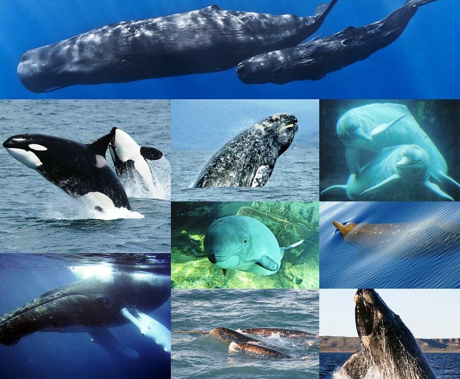 Разные китообразные - водные жители Земли (en.wikipedia.org)