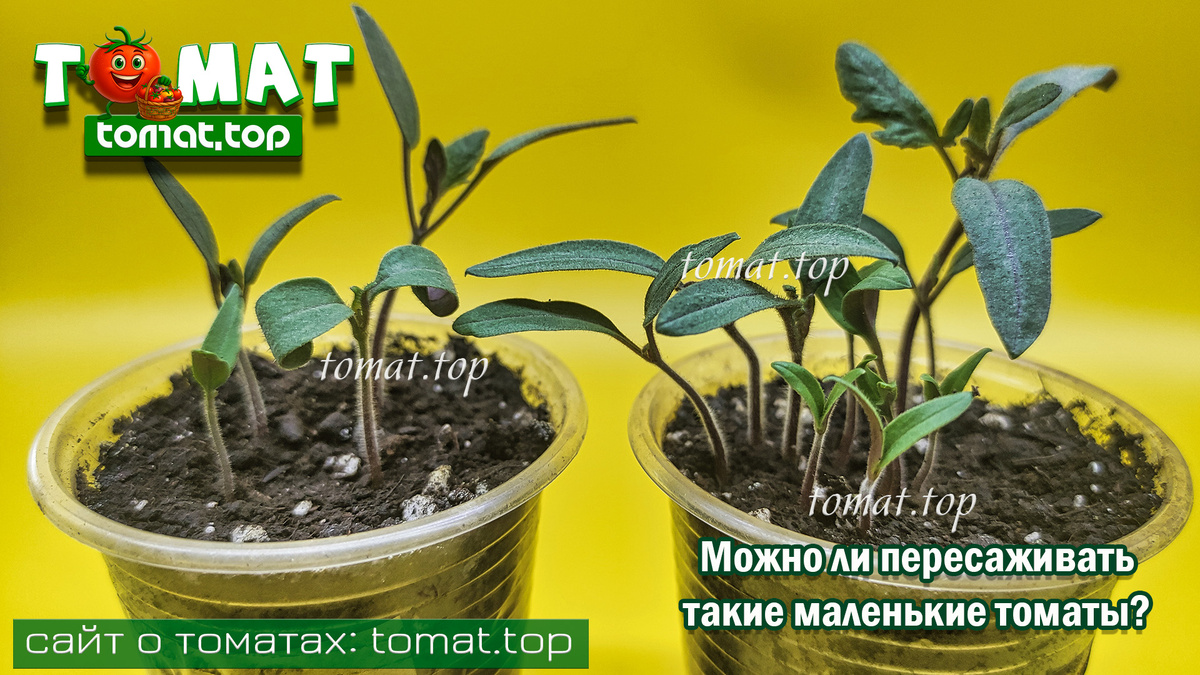 Можно ли пересаживать такие маленькие томаты? Пересадка томатов только с семядолями