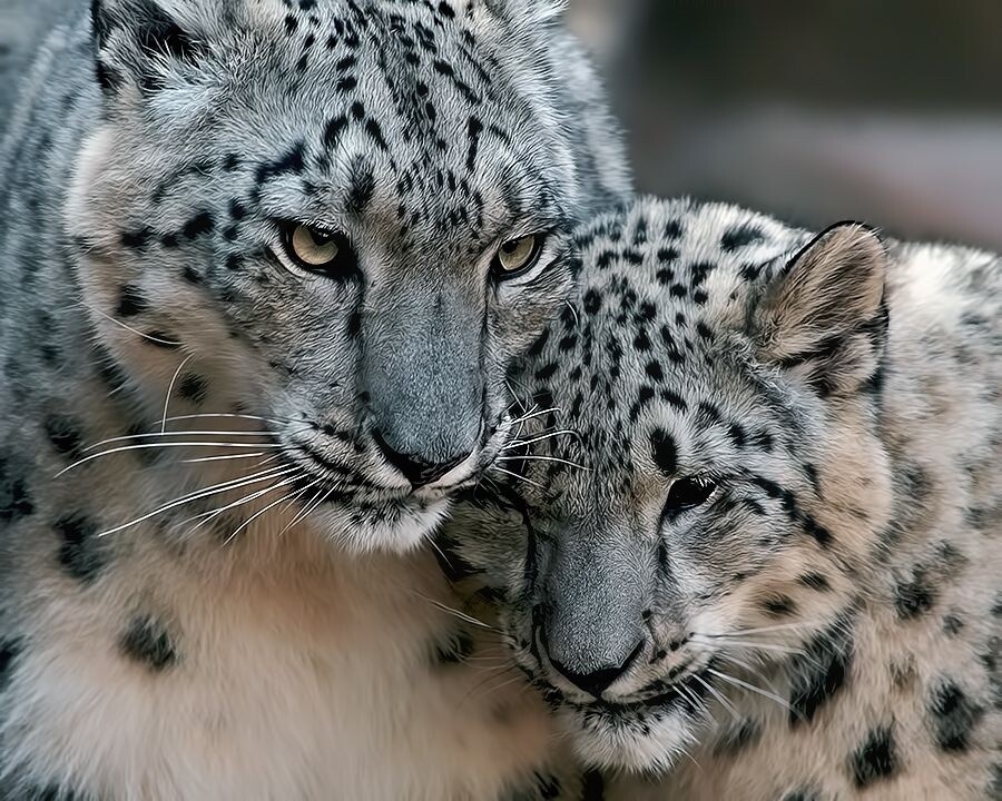 Фото из Яндекса