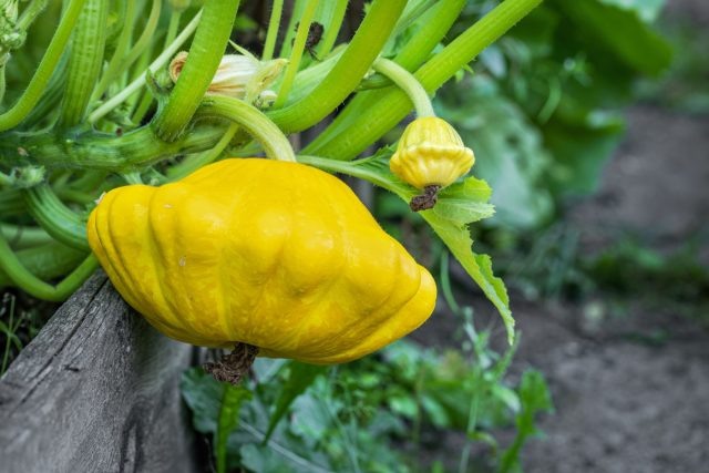 Чем патиссоны лучше кабачков: плюсы, минусы и самые вкусные сорта  📷
