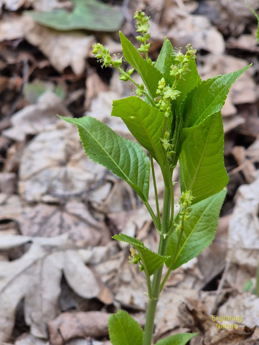 Пролесник многолетний (Mercurialis perennis)