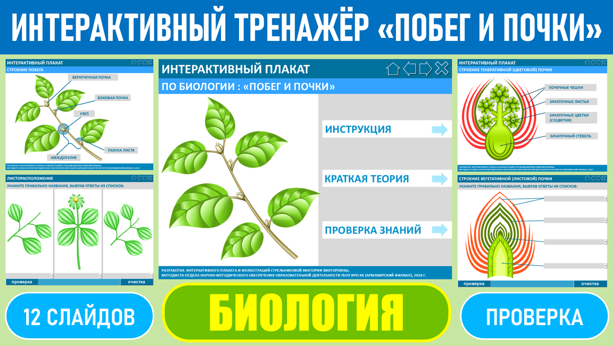 Изображения некоторых слайдов интерактивного тренажера "Побег и почки"
