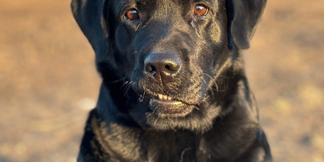 💔🙏 Еще один долг во имя жизни — помогите лабрадошечке Линде! 🐾✨