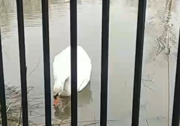    Состояние птицы проверил госохотинспектор