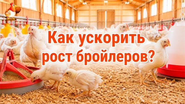 Как ускорить рост бройлеров без ошибок и не вырастить дорогую куриную загадку? 🐔📅⁉️