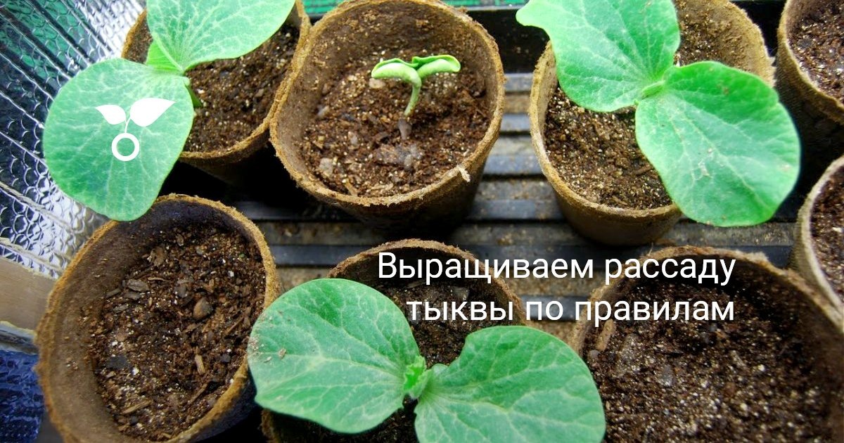 Рассада тыквы