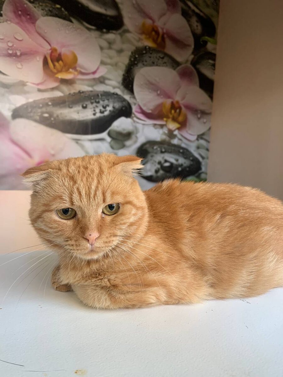 Лучик