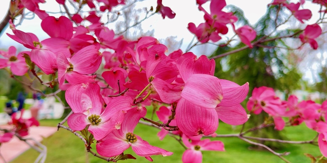 🌸Цветы как розовое облако. Они словно озарили сегодняшний холодный пасмурный день.