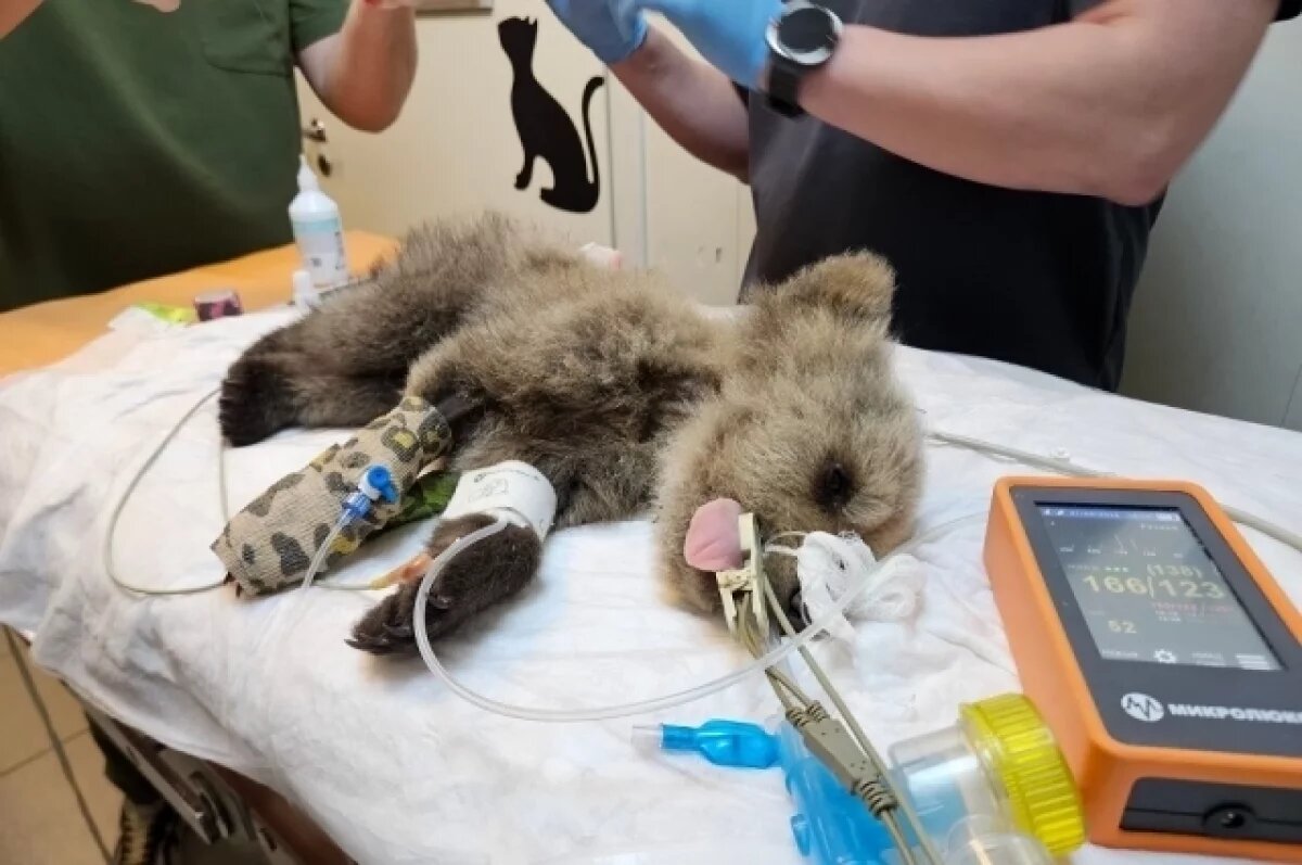    В Тверской области спасают покусанного клещами и собакой медвежонка