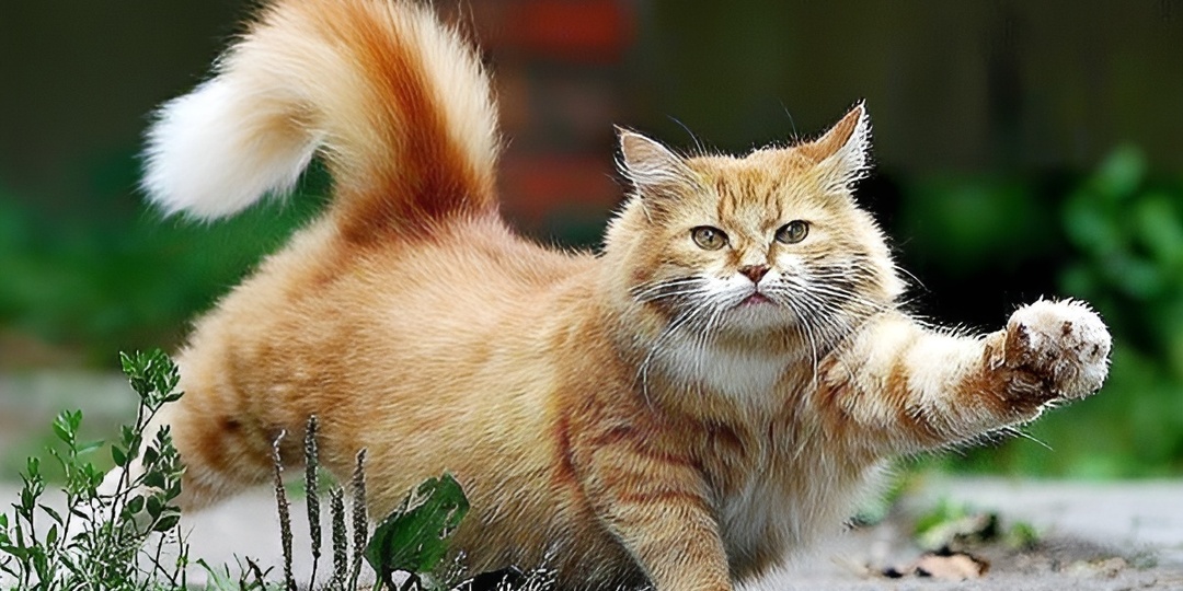 Мемы с котиками для отличного настроения: 15 комичных фото про кошачьи рефлексы и внезапные побеги