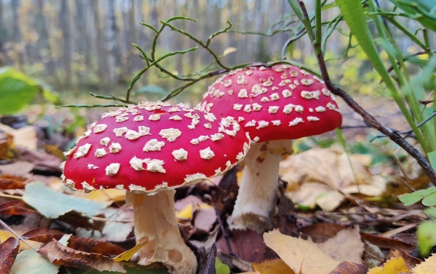 Фотография из интернета