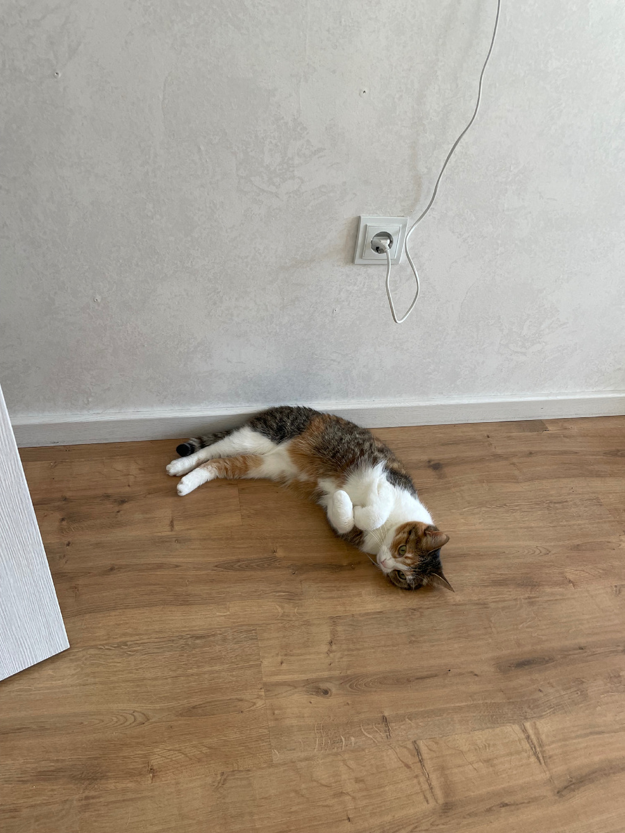 Коська лежит, прижав к себе свои маленькие кошачьи ручки ☺️☺️ такая милота 