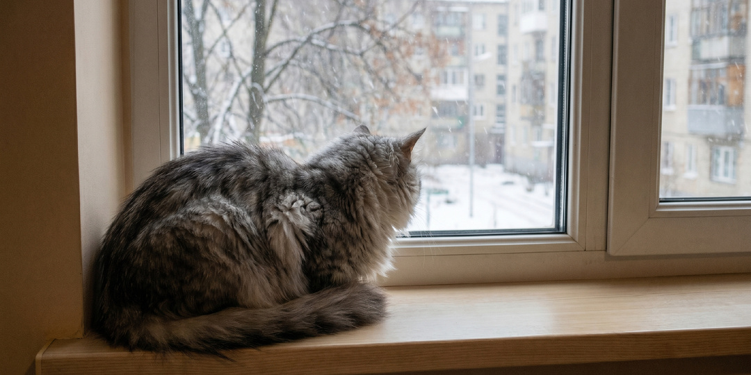 Кошка после ремонта обходила квартиру угол за углом. Хозяйка наблюдала - и не подозревала, чему её это научит