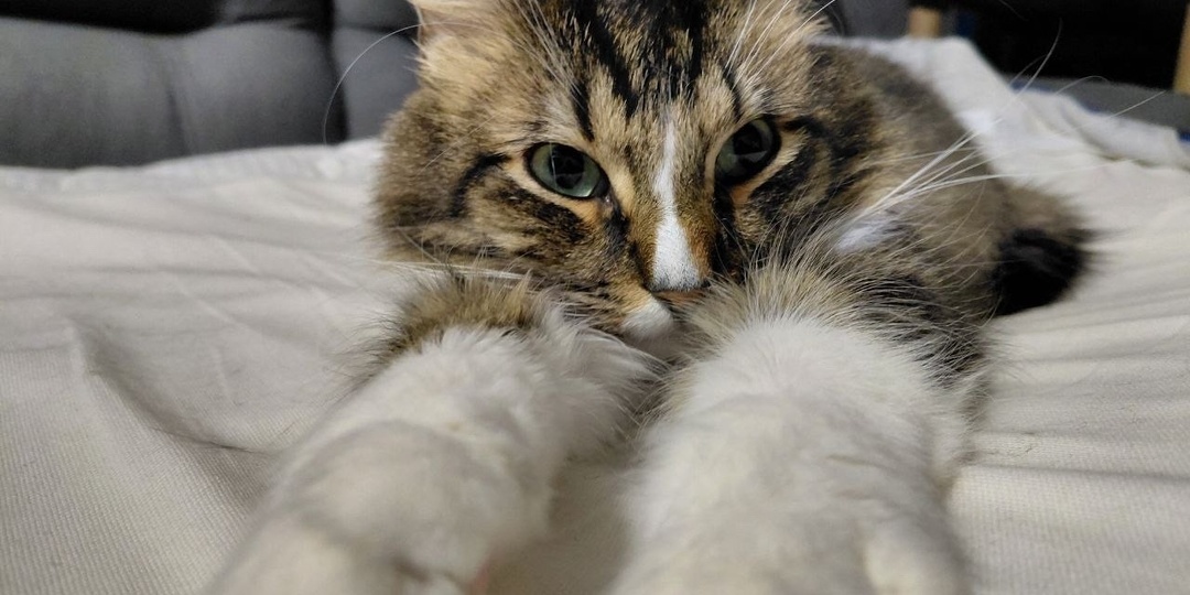 😽Прилетел тёплый привет от котика Сеймура💌