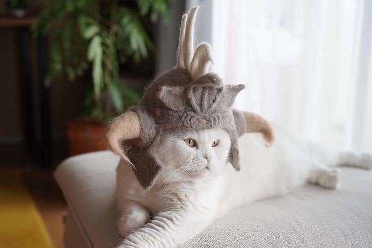 Головной убор для котика от Рё Ямазаки