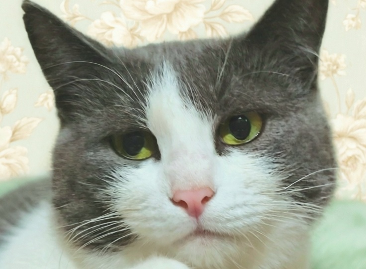 ✨ Тереза — та самая кошка, которую вы искали всю жизнь 🐱💫