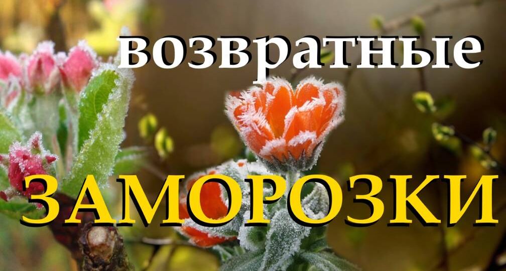 Возвратные заморозки в Сибири: спасаем цветущий сад без потерь