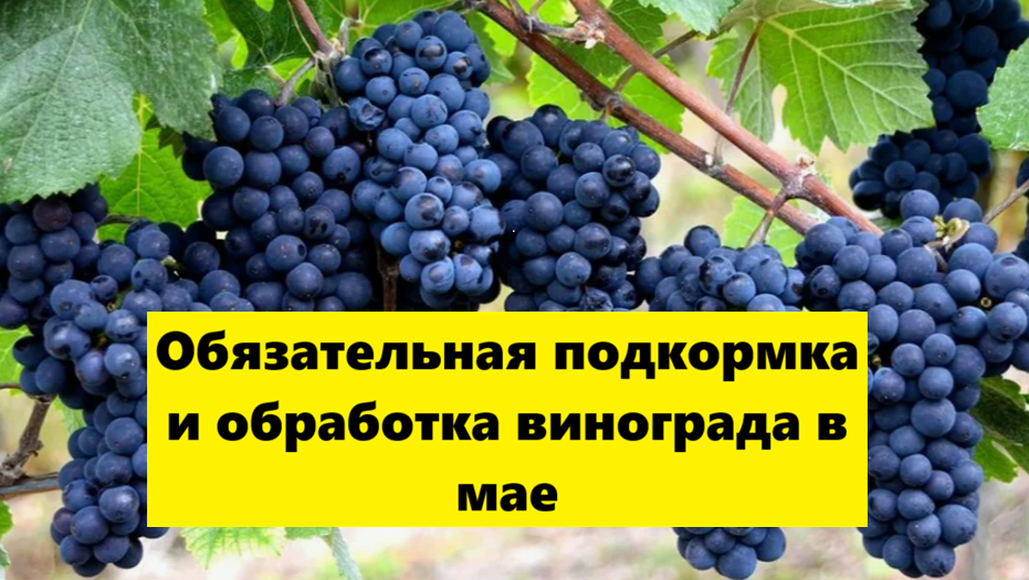 Обязательная подкормка и обработка винограда в мае
