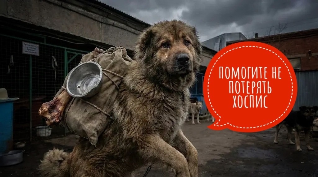Теперь в один миг можем ВСЕ ПОТЕРЯТЬ, животные снова останутся НИКОМУ НЕ НУЖНЫМИ на улице…