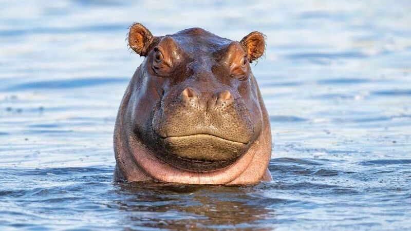    Фото: Henk Bogaard/Shutterstock/Fotodom