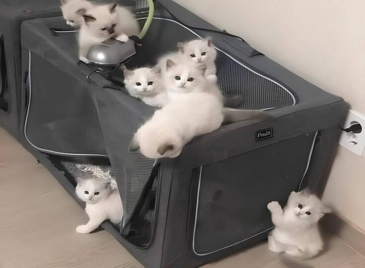 Мяу позитив