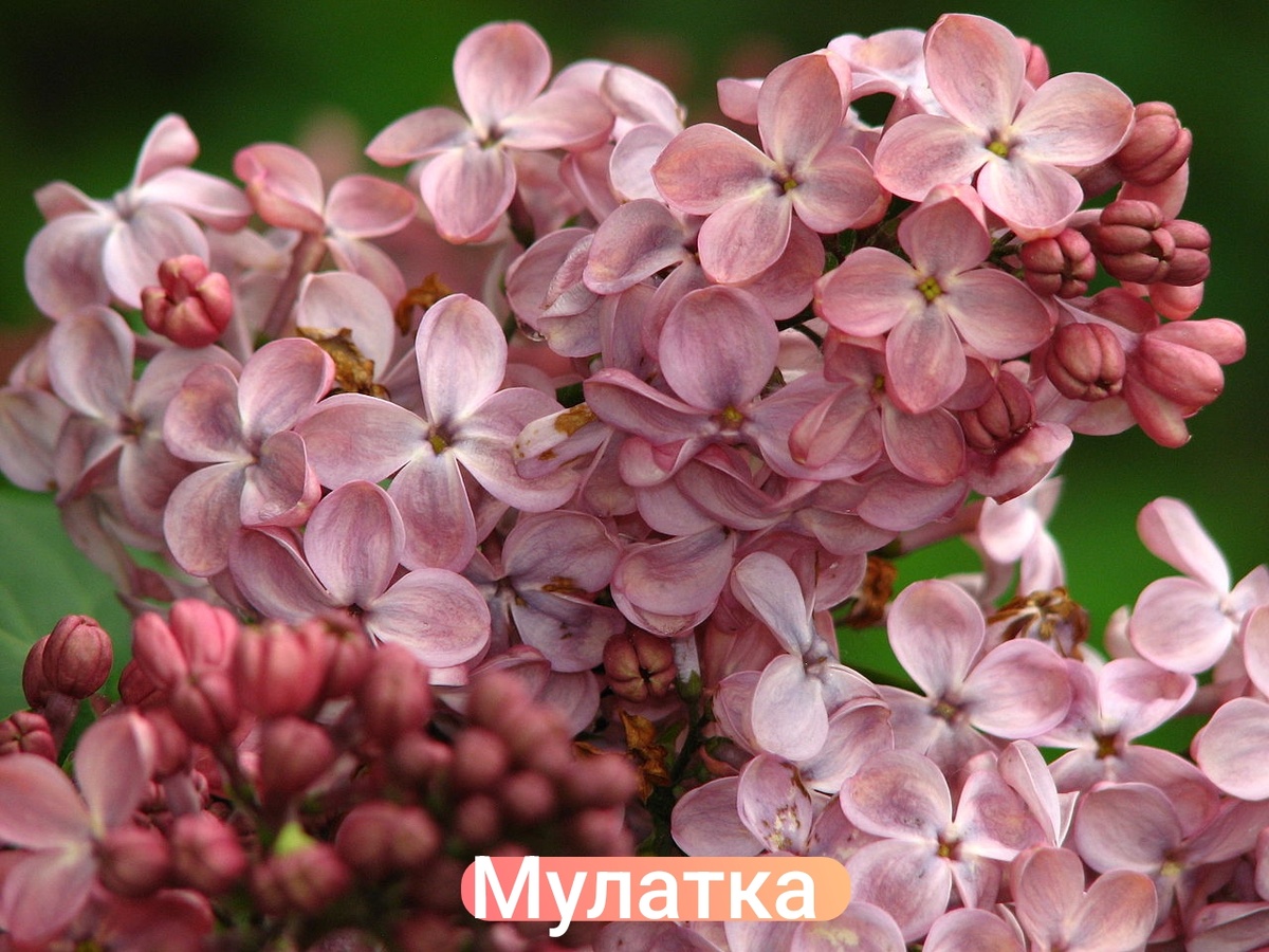 Сирень Мулатка 