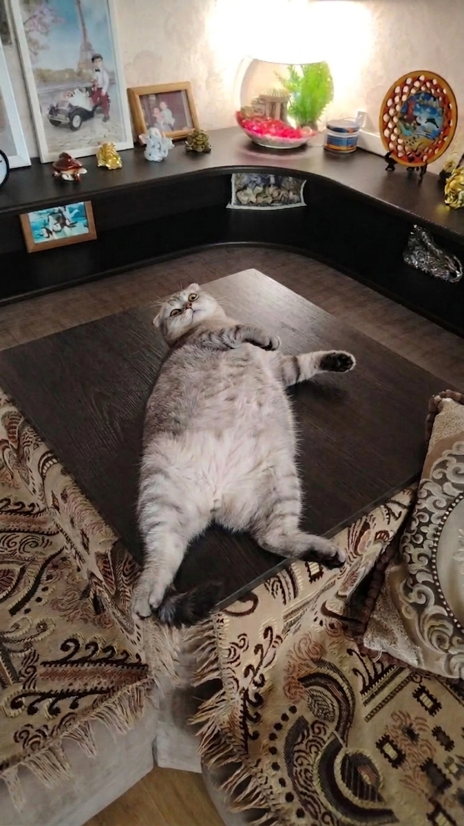 Беременная кошка,  диванный столик, четыре котёнка и гайд для хозяев. Как помочь, а как не мешать? С юмором, теплотой и реальными фото. Читайте в блоге «Жизнь с лапками» 🐱🤰