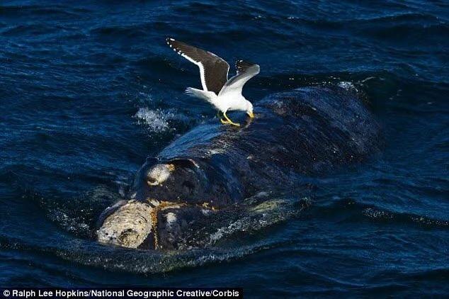 Источник фото: https://www.reddit.com/r/natureismetal/comments/q3laaz/southern_right_whale_being_eaten_alive_by_a/?tl=ru