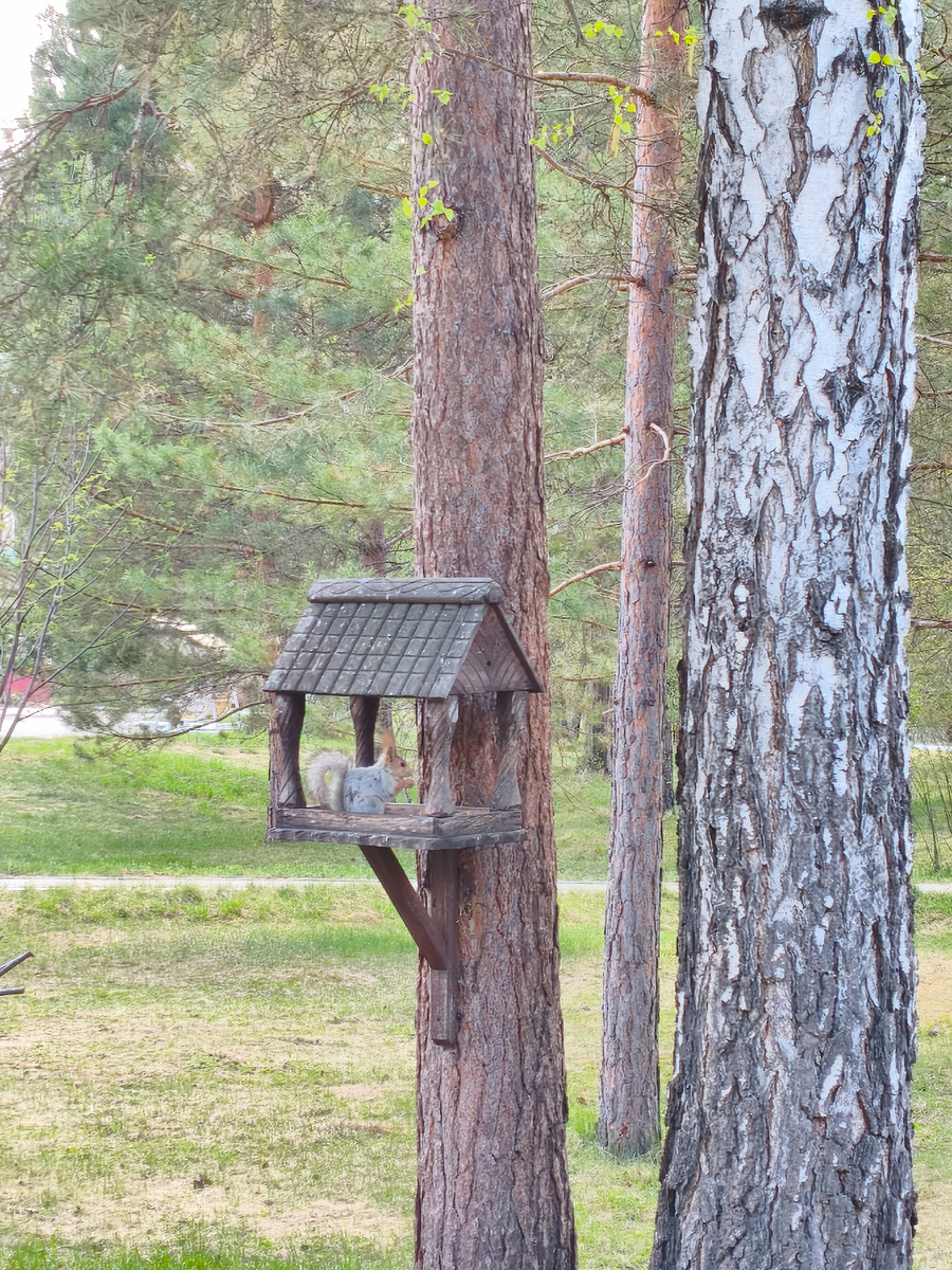 Белочка что-то грызет.