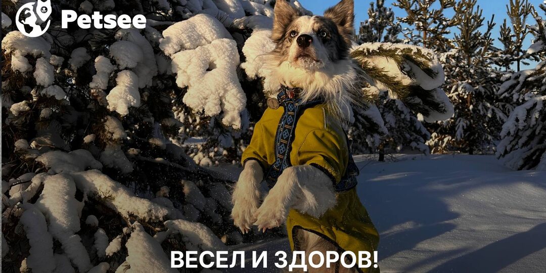 Ученые проверили 200 пород и нашли самую здоровую собаку!